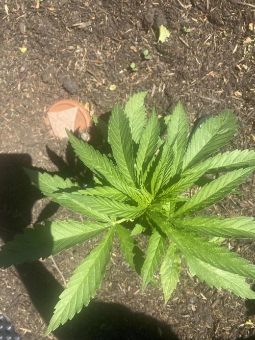 Golden Goat Outdoor. Week 5