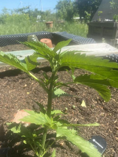 Golden Goat Outdoor. Week 5