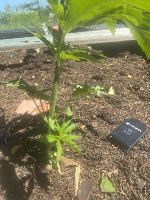 Golden Goat Outdoor. Week 5