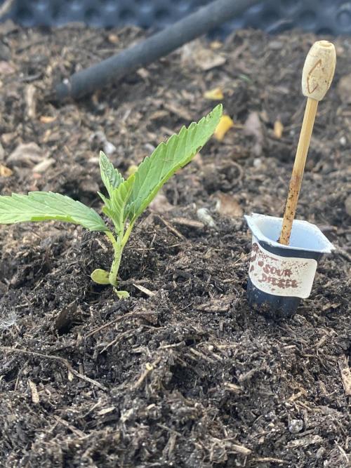 Sour Diesel Outdoor Germany. Week 2