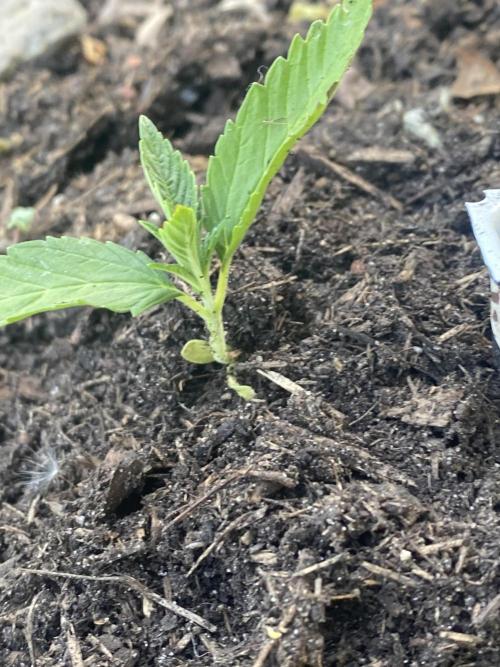 Sour Diesel Outdoor Germany. Week 2