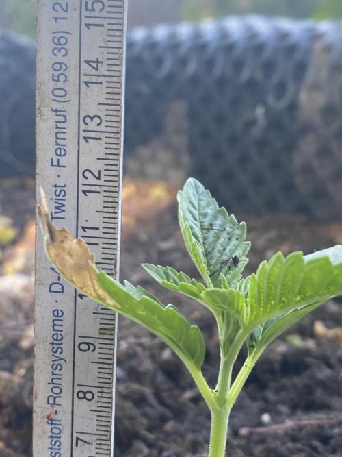Blue Gelato 41 Outdoor Germany. Week 2