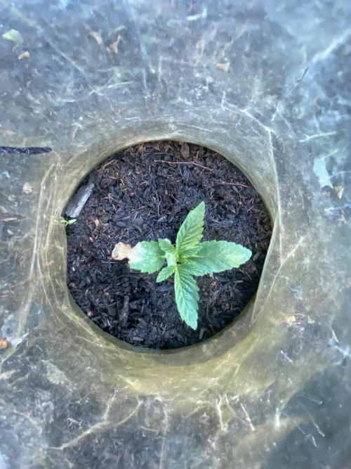 Blue Gelato 41 Outdoor Germany. Week 2