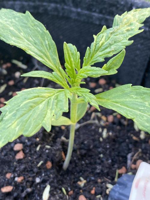 Royal Bluematic Outdoor Germany. Week 2