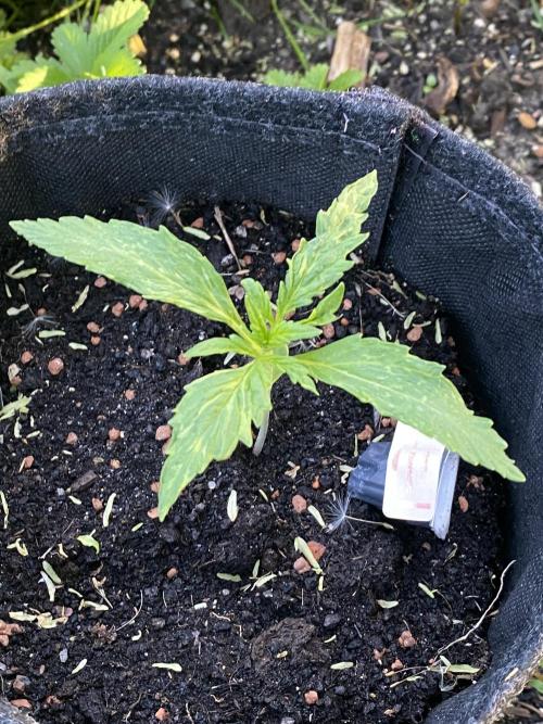 Royal Bluematic Outdoor Germany. Week 2