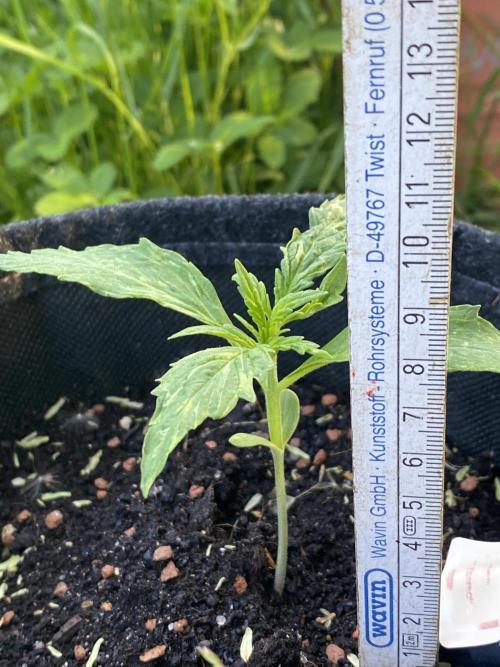 Royal Bluematic Outdoor Germany. Week 2