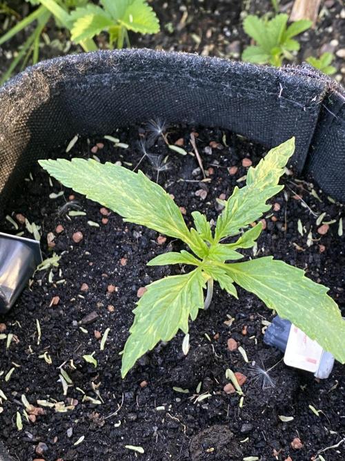 Royal Bluematic Outdoor Germany. Week 2