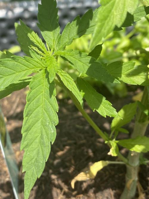 Golden Goat Outdoor. Week 6