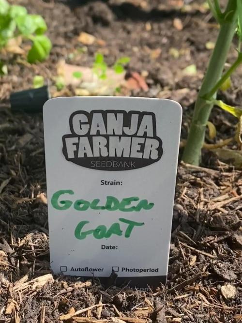 Golden Goat Outdoor