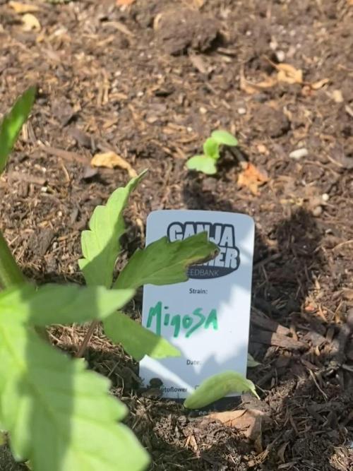 Mimosa Outdoor