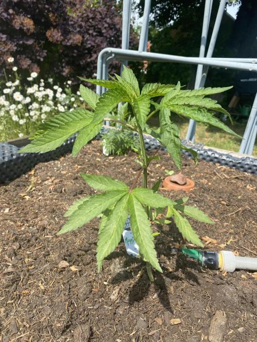 Mimosa Outdoor. Week 6