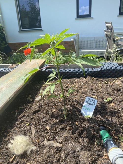 Mimosa Outdoor. Week 6