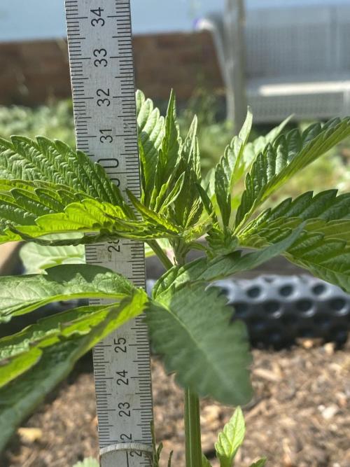 Mimosa Outdoor. Week 6