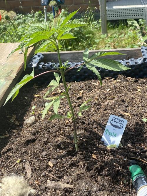 Mimosa Outdoor. Week 6