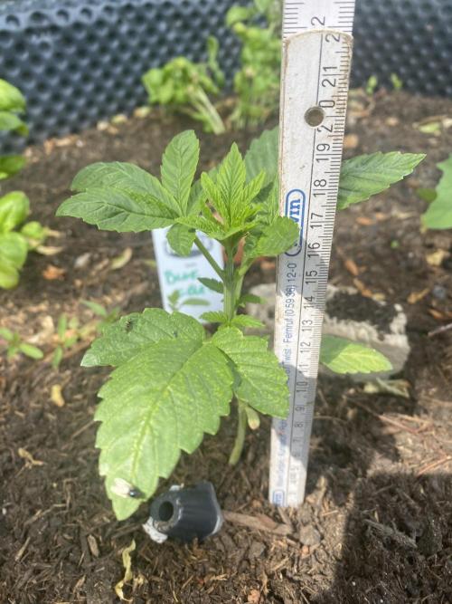 Blue Gelato 41 Outdoor Germany. Week 3