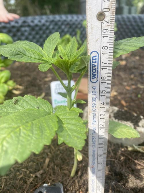 Blue Gelato 41 Outdoor Germany. Week 3
