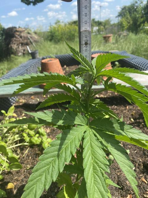 Golden Goat Outdoor. Week 7