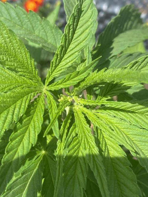 Golden Goat Outdoor. Week 7