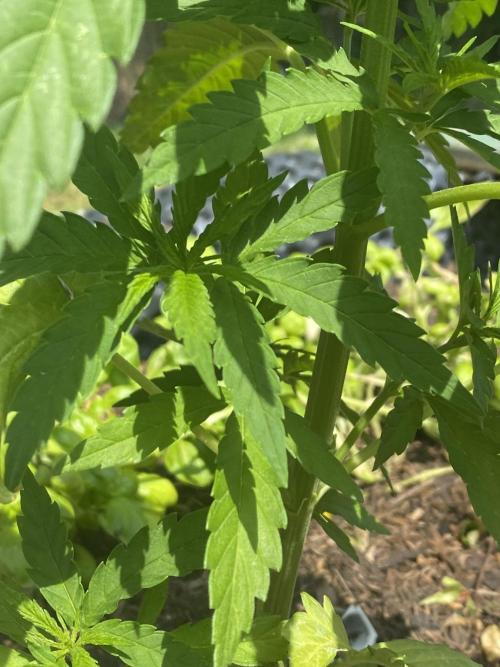 Golden Goat Outdoor. Week 7