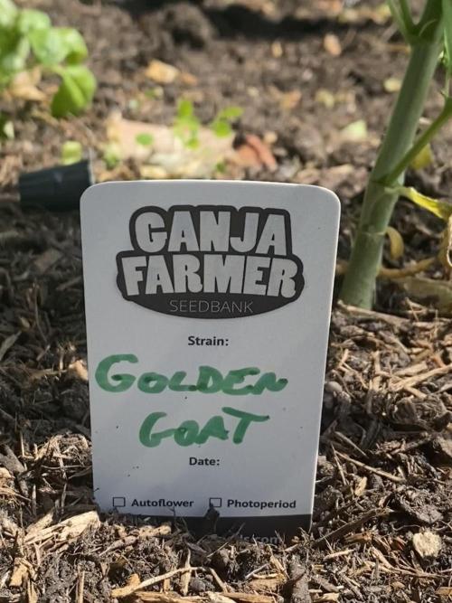 Golden Goat Outdoor