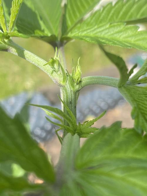 Mimosa Outdoor. Week 7 - Clean cut