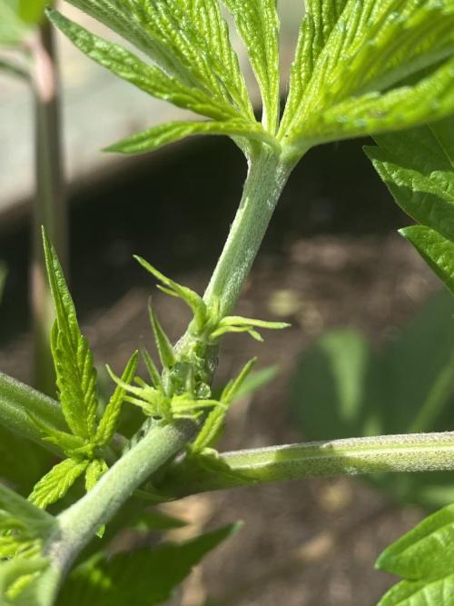 Mimosa Outdoor. Week 7