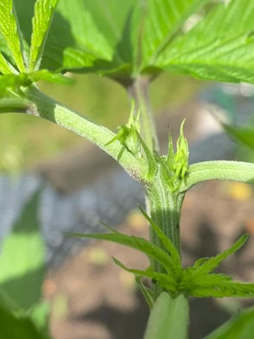 Mimosa Outdoor