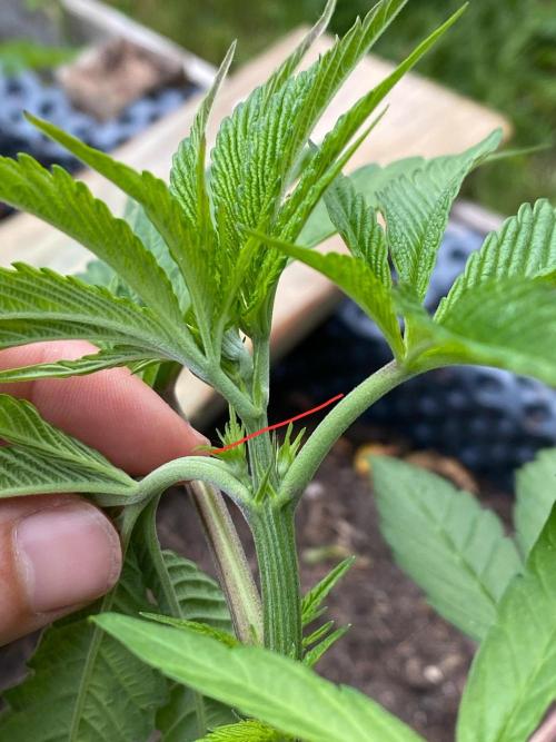 Mimosa Outdoor. Week 7 - Topped along this line