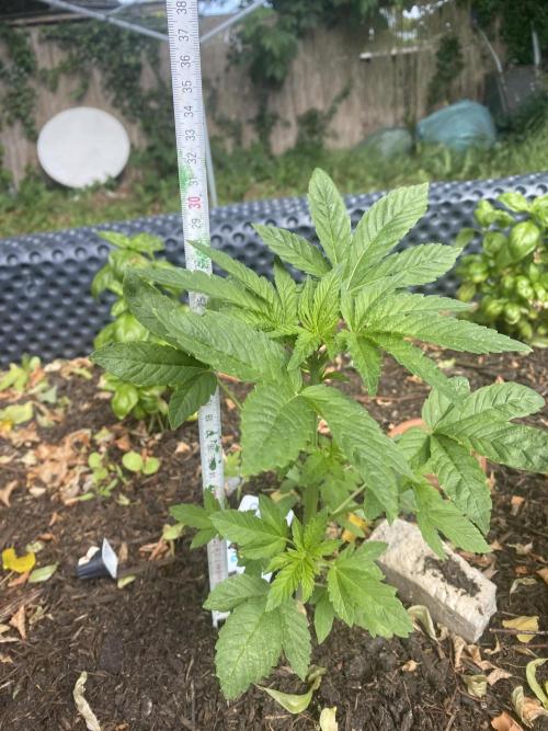 Blue Gelato 41 Outdoor Germany. Week 4