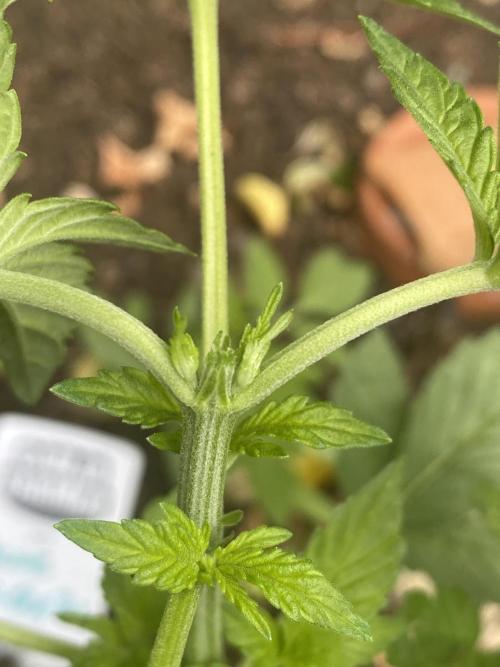 Blue Gelato 41 Outdoor Germany. Week 4