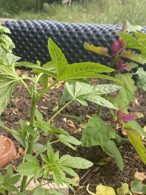 Blue Gelato 41 Outdoor Germany. Week 4
