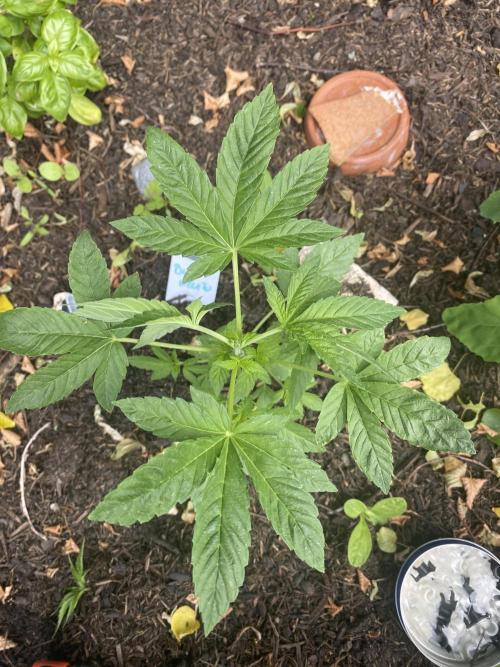 Blue Gelato 41. Week 4