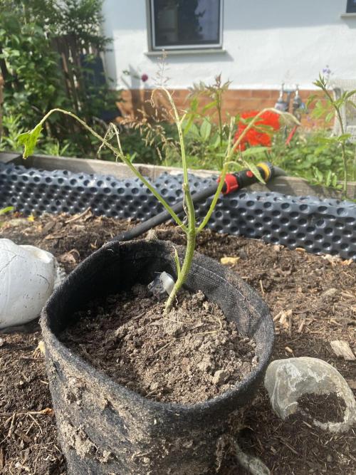 Royal Bluematic Outdoor Germany. Week 4