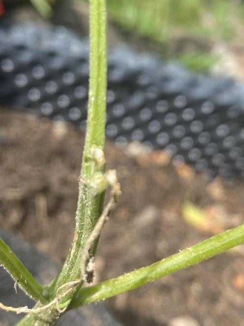 Royal Bluematic Outdoor Germany. Week 4
