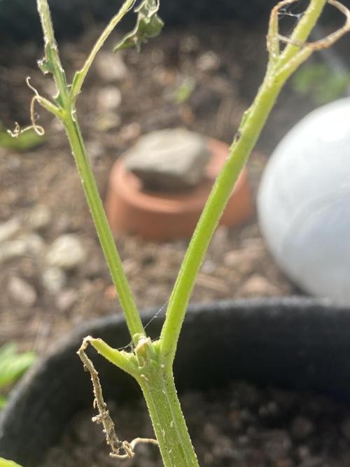 Royal Bluematic Outdoor Germany. Week 4