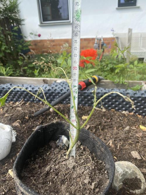 Royal Bluematic Outdoor Germany. Week 4