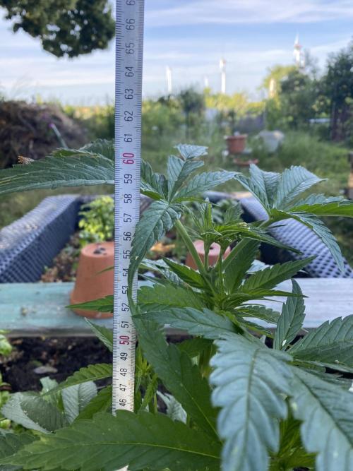 Golden Goat Outdoor. Week 8