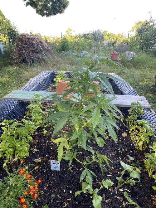Golden Goat Outdoor. Week 8
