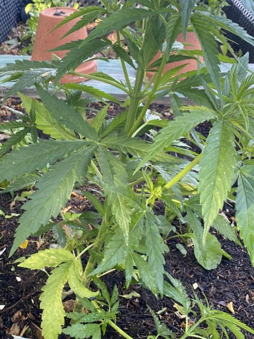 Golden Goat Outdoor. Week 8