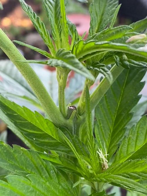 Golden Goat Outdoor
