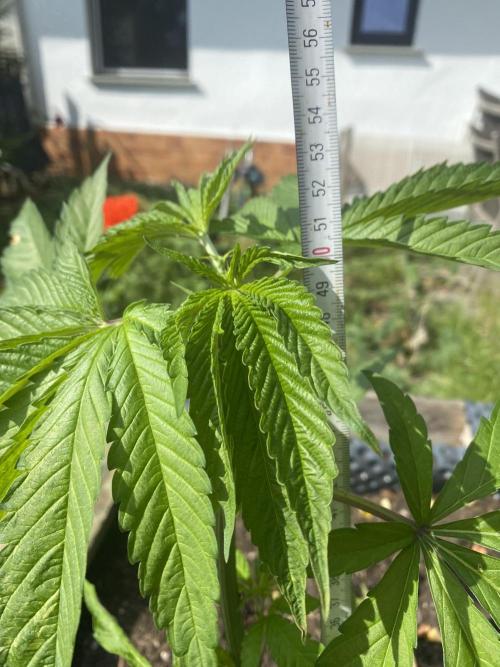 Mimosa Outdoor. Week 8
