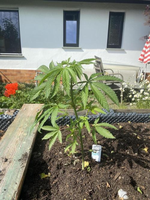 Mimosa Outdoor. Week 8