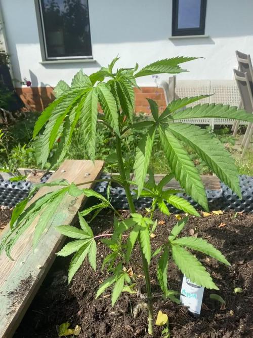 Mimosa Outdoor