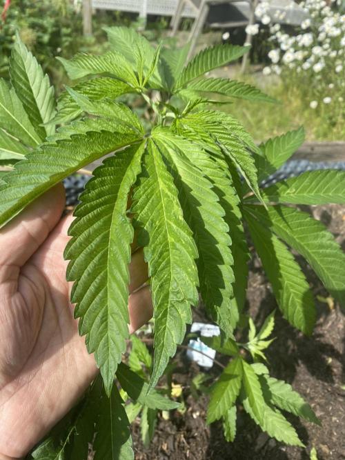 Mimosa Outdoor. Week 8