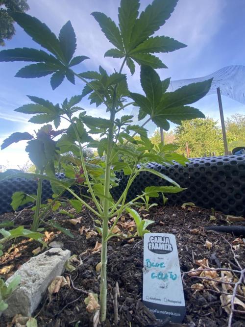 Blue Gelato 41 Outdoor Germany. Week 5