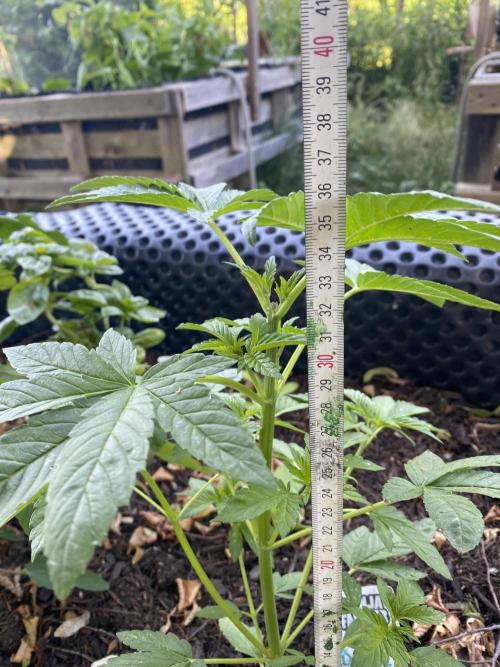 Blue Gelato 41 Outdoor Germany. Week 5