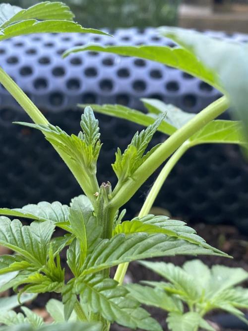 Blue Gelato 41 Outdoor Germany. Week 5