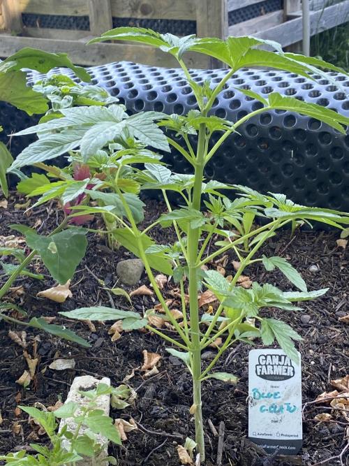 Blue Gelato 41 Outdoor Germany. Week 5