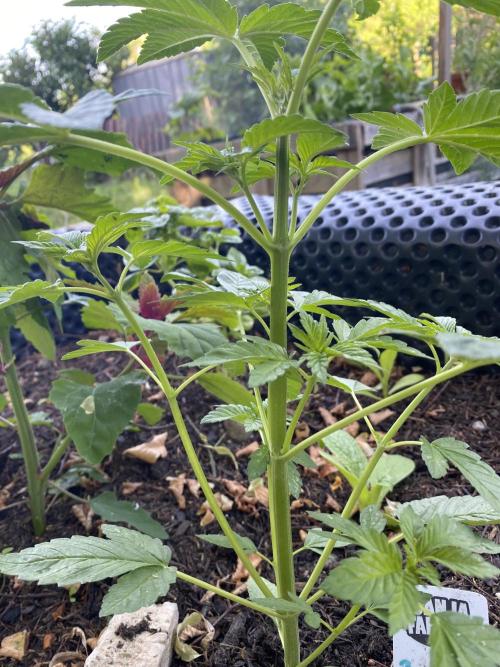 Blue Gelato 41 Outdoor Germany. Week 5