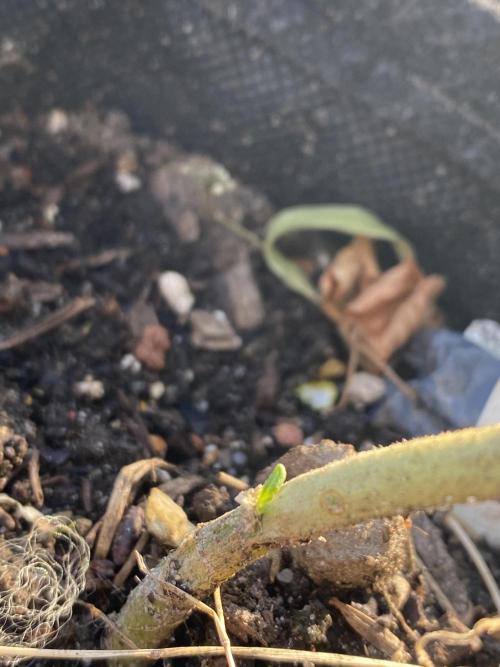 Royal Bluematic Outdoor Germany. Week 5